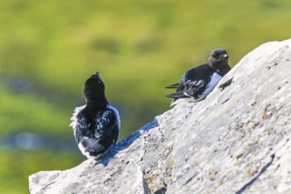 Little auk (Alle alle) sitting on a rock in the sunshine, Svalbard, Norway