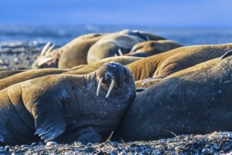 Flock of Walruses (Odobenus rosmarus) lying and resting on the beach by the Arctic Ocean, Svalbard,