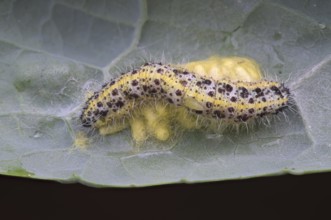 Cabbage butterfly (Pieris brassicae), caterpillar on spun-in caterpillars of the cabbage butterfly