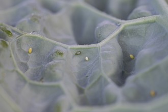 Small white (Pieris brassicae), egg, on palm kale (Brassica oleracea var. palmifolia DC.), Germany