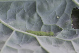 Small white (Pieris brassicae), egg, caterpillar, with parasite on palm cabbage (Brassica oleracea
