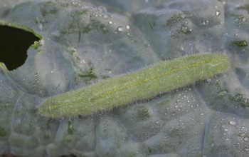 Small white (Pieris brassicae), caterpillar, on palm kale (Brassica oleracea var. palmifolia DC.),