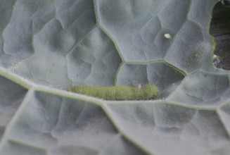 Small white (Pieris brassicae), caterpillar, egg, on palm kale (Brassica oleracea var. palmifolia