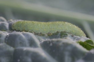 Small white (Pieris brassicae), caterpillar, on palm kale (Brassica oleracea var. palmifolia DC.),