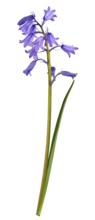 Bluebell (Hyacinthoides), flower, leaf, Germany