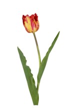Fringed tulip (Tulipa), flower, leaf, Germany