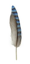 Eurasian jay (Garrulus glandarius), feather with blue field, Germany