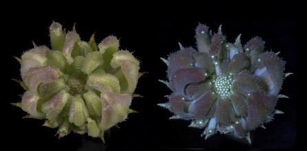 Marigold (Calendula officinalis) .seed capsule immature, photographed with daylight and UV light,