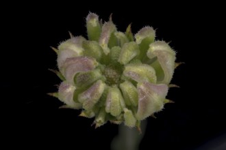 Marigold (Calendula officinalis) .seed capsule immature, Germany
