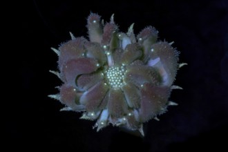 Marigold (Calendula officinalis) .seed capsule immature, photographed with UV light, Germany