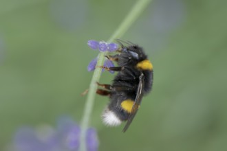 Bombus magnus (Bombus magnus), summer queen, Common lavender (Lavandula angustifolia), Germany