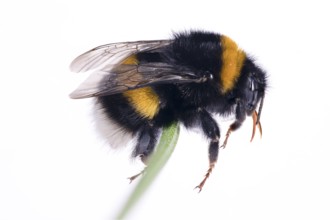 Bombus magnus (Bombus magnus), summer queen, Common lavender (Lavandula angustifolia), Germany