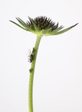Myzus persicae (Myzus persicae), Pigeon Scabiosa (Scabiosa columbaria), Germany