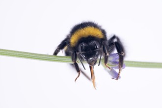 Bombus magnus (Bombus magnus), summer queen, Common lavender (Lavandula angustifolia), Germany