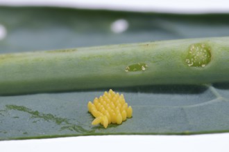 Cabbage butterfly (Pieris brassicae), eggs, on palm kale (Brassica oleracea var. palmifolia DC.),