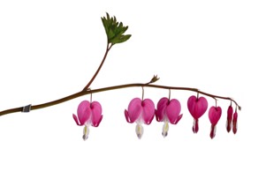 Watering heart (Lamprocapnos spectabilis), flower, Germany