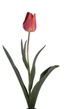 Tulip (Tulipa), flower, leaf, Germany