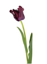Fringed tulip (Tulipa), flower, leaf, Germany