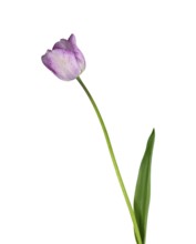 Tulip (Tulipa), flower, leaf, Germany
