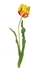 Parrot tulip (Tulipa), flower, leaf, Germany