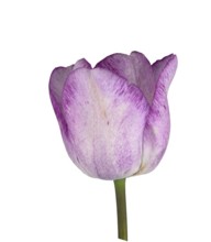 Tulip (Tulipa), flower, Germany