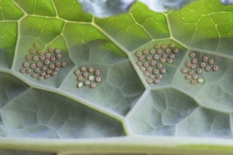 Insect indeterminate, eggs, on palm kale (Brassica oleracea var. palmifolia DC.), Germany