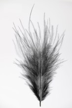 Black feather, indeterminate, Germany