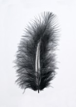 Black feather, indeterminate, Germany