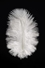 White feather, indeterminate, Germany