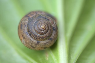 Snail shell, Germany
