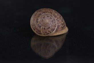 Snail shell, Germany