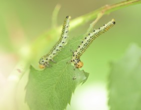 Blue-black rose brushhorn wasp (Arge pagana), caterpillar, on rose (Rosa), rare, Germany