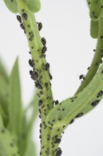 Black bean aphid (Aphis fabae), marigold (Calendula officinalis), Germany
