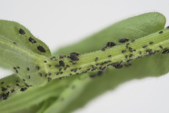 Plant lice (Sternorrhyncha) undetermined, on marigold (Calendula officinalis), Germany