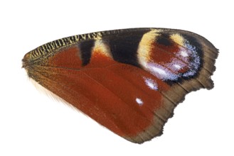 Peacock butterfly (Aglais io), wing in detail, Germany