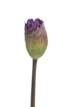 Kugellauch (Allium aflatunense), bud, Germany