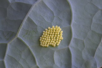 Cabbage butterfly (Pieris brassicae), eggs, on palm kale (Brassica oleracea var. palmifolia DC.),