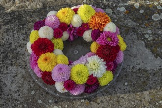 Crane of colourful dahlia blossoms on a glass plate, Münsterland, North Rhine-Westphalia, Germany