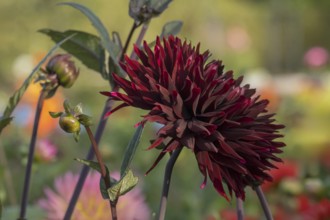 Dahlia, dark red, Münsterland, North Rhine-Westphalia, Germany