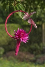 Pink dahlia in a ring with butterfly, hanging in a tree, North Rhine-Westphalia, Germany