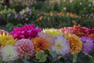 Flower arrangement of colourful dahlias, Münsterland, North Rhine-Westphalia, Germany
