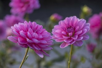 Dahlia (Dahlia), Münsterland, North Rhine-Westphalia, Germany