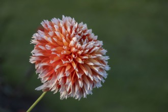 Single orange and white dahlia flower with blurred background, Münsterland, North Rhine-Westphalia,