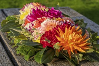 Dahlia arrangement (Dahlia) as decoration on a wooden table, North Rhine-Westphalia, Germany
