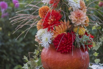 Flower arrangement of colourful dahlias in a pumpkin, Münsterland, North Rhine-Westphalia, Germany