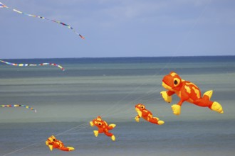 Kite festival on the beach, international kite festival, kites in the shape of frogs, Dieppe,
