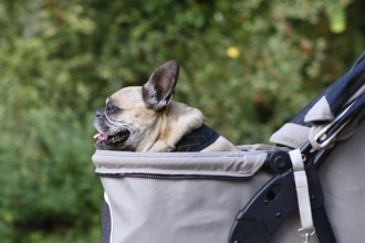 Old French Bulldog dog going on a walk in pet stroller