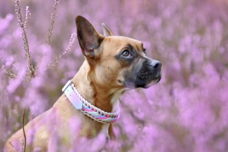 Cute brown dog with woven collar between purple heather flower field