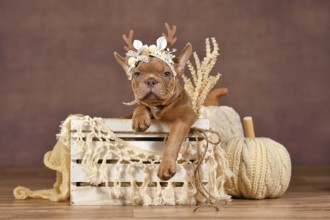 Cute French Bulldog puppy with reindeer antlers in box in front of brown background with boho style