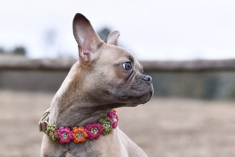 Portrait of healthy French Bulldog dog with very long nose paracord flower collar
